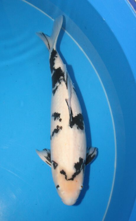 Omzu01 Omosako Shiro Utsuri  63cm