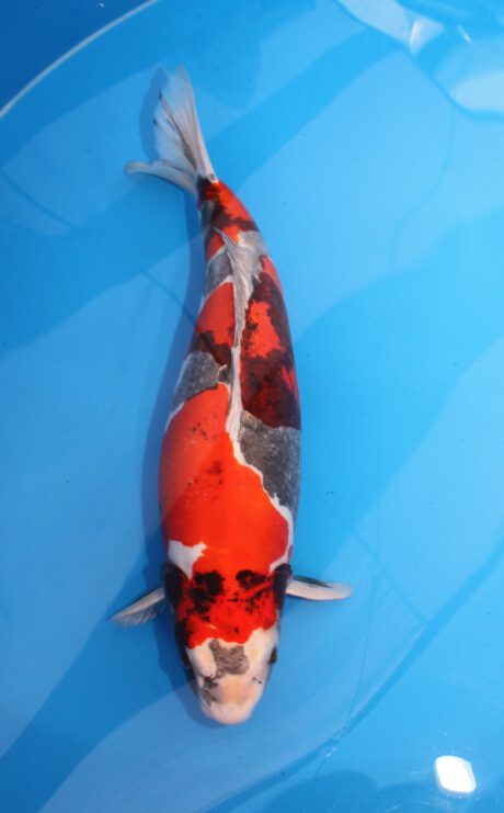 Kos001  Koshiji    Doitsu Kin Showa    59 cm