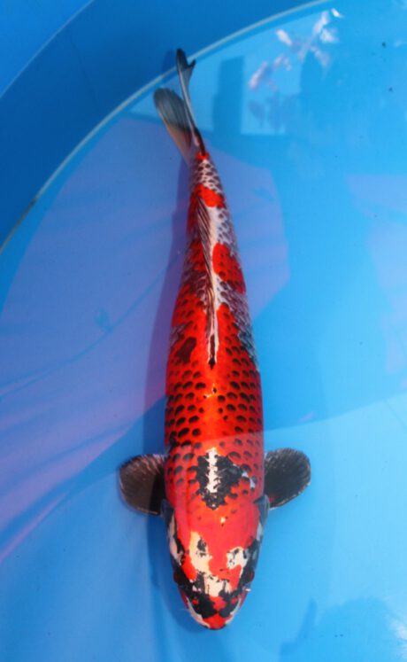 Aok040   Aoki    Beniginga   62 cm