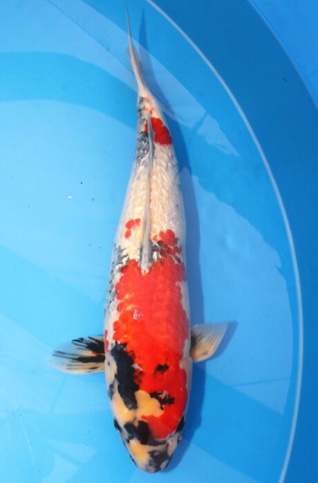 Dann003   Dainichi  Ginrin Showa   57cm