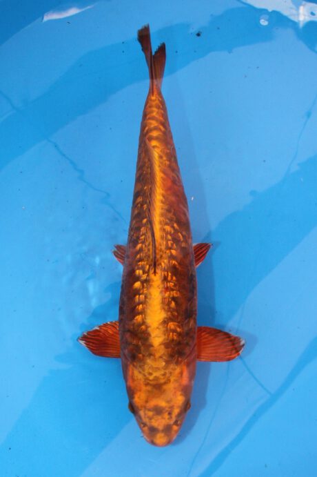 Ikt003    Ikarashi Toshinobu    Golden Ginrin Big Scale    54cm