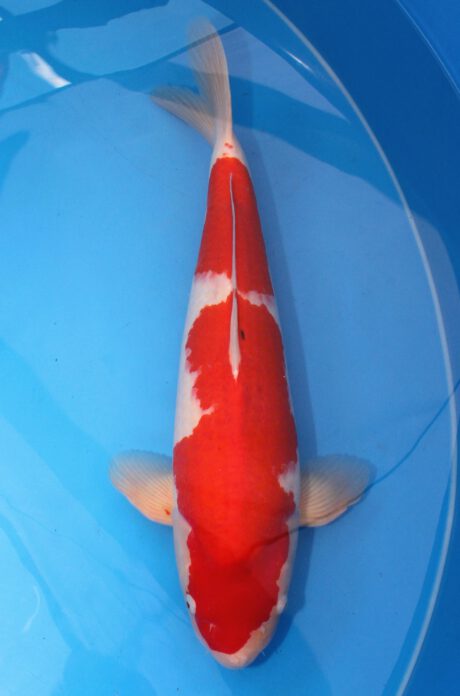 Gen012    Genjiro  Kohaku    59cm