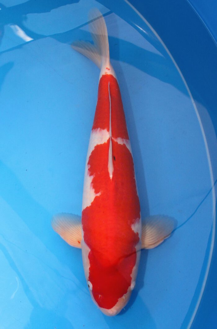 Gen012    Genjiro  Kohaku    59cm
