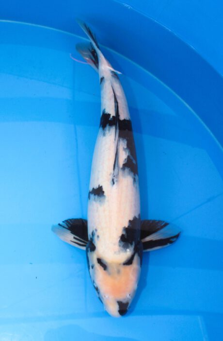 Yag031    Yagenji   Shiro Utsuri    67cm