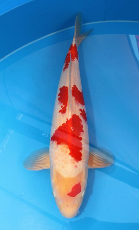 Gen003    Genjiro  Kohaku    58cm