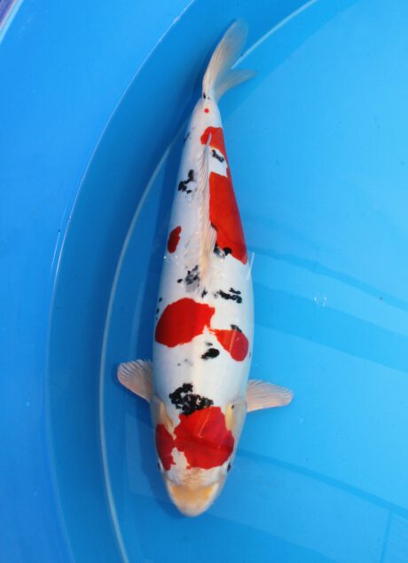 Kos002  Koshiji    Doitsu Yamatonishiki     60cm