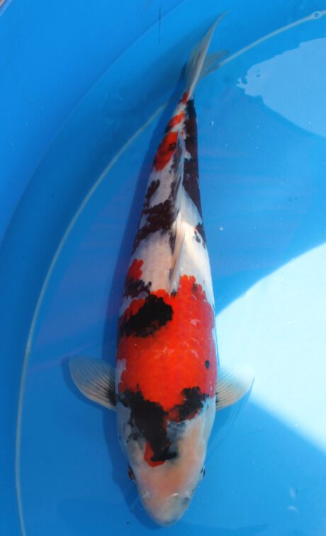 Sek002     Sekiguchi    Showa   66cm