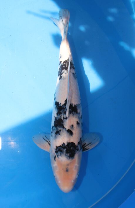 Kos011  Koshiji    Shiro Utsuri   65cm