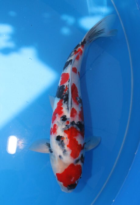 Sek004     Sekiguchi    Showa   55cm