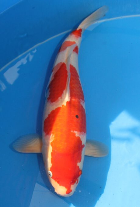Gen005    Genjiro  Kohaku    56cm