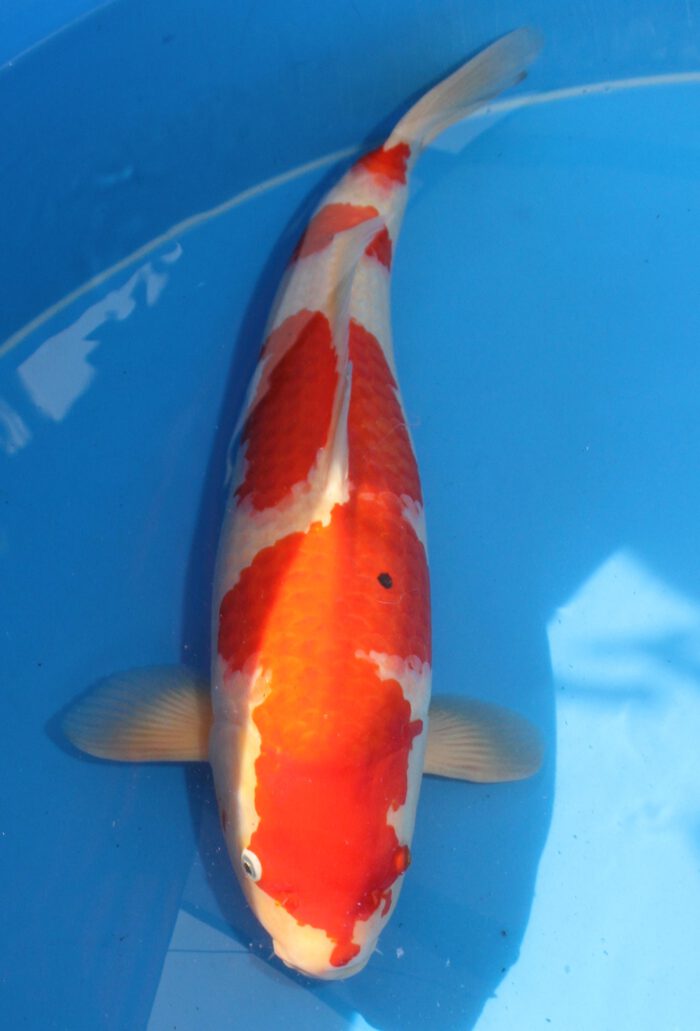 Gen005    Genjiro  Kohaku    56cm