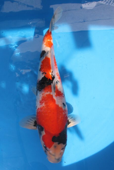 Mrh007   Maruhide   Showa   60cm