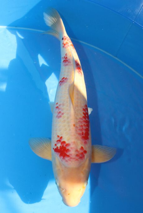 Hsg001   Hasegawa   Kohaku    60cm
