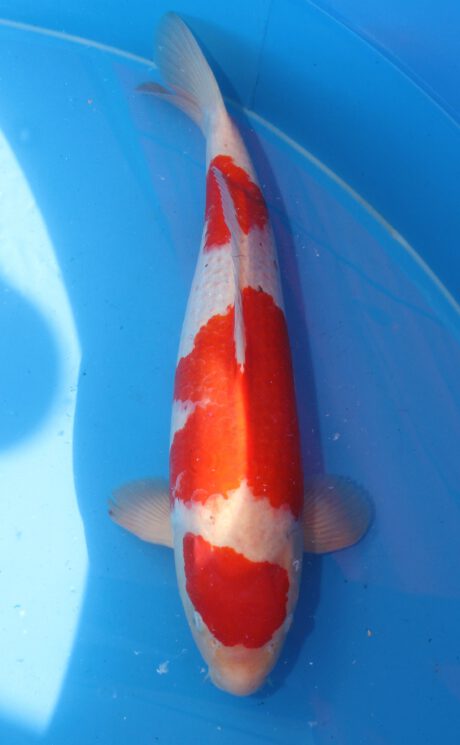 Gen004    Genjiro  Kohaku    59cm