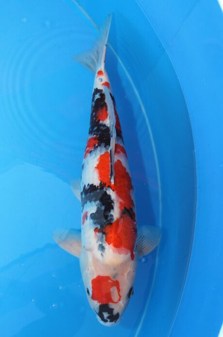 Kos009    Koshiji    Showa   59cm