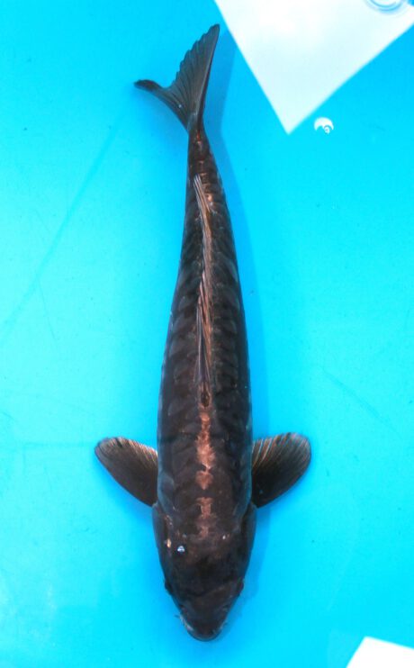 Kob009    Kobayashi    Aragoke   54cm
