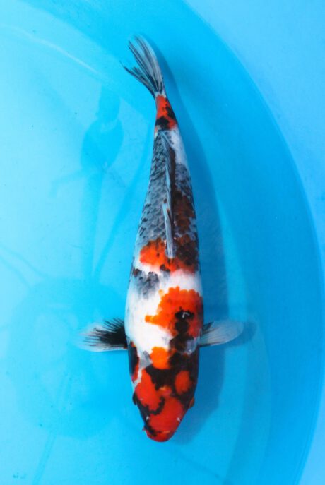 Isa003   Isa    Showa   45cm