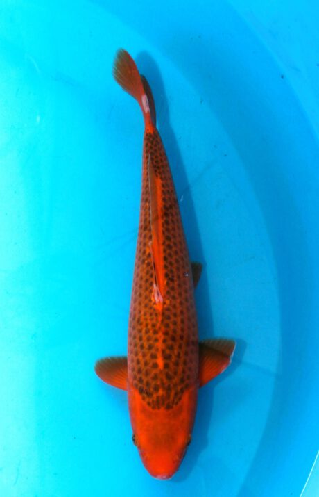 Marh19   Maruhiro   Aka Matsuba  47 cm