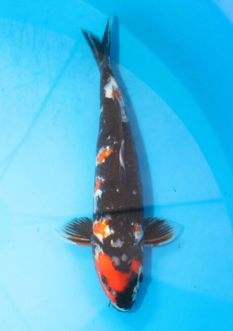 Yag035     Yagenji   Ginrin Showa    40cm