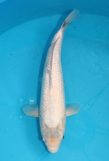Tak004  Tanaka Kazehiro    Ginrin Matsukawabake  47cm