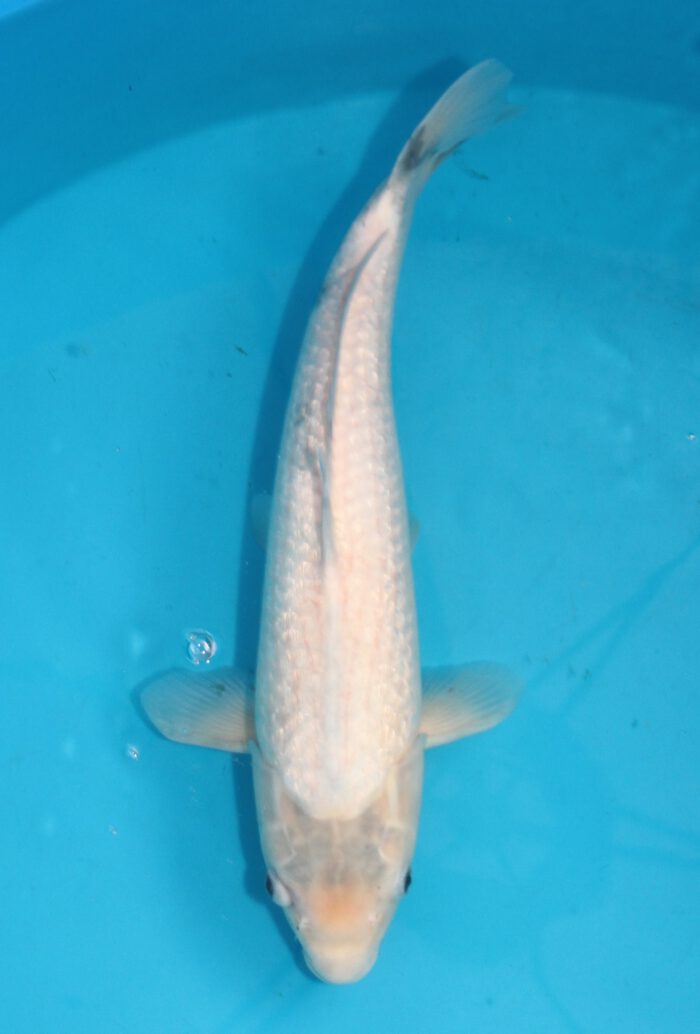 Tak004  Tanaka Kazehiro    Ginrin Matsukawabake  47cm