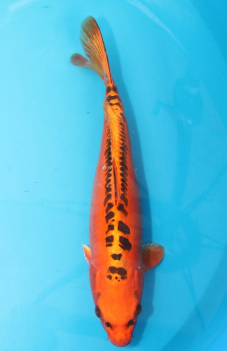 Mar068    Marusei     Mizuho Ogon   49cm