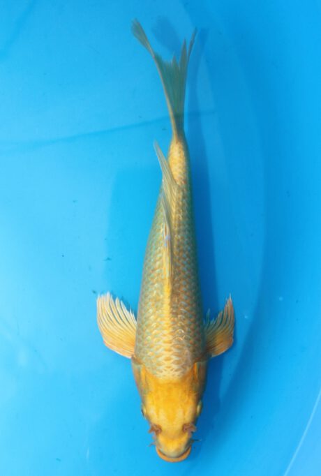 Sud037    Suda Longfin / Butterfly    Ginrin Yamabuki   38cm