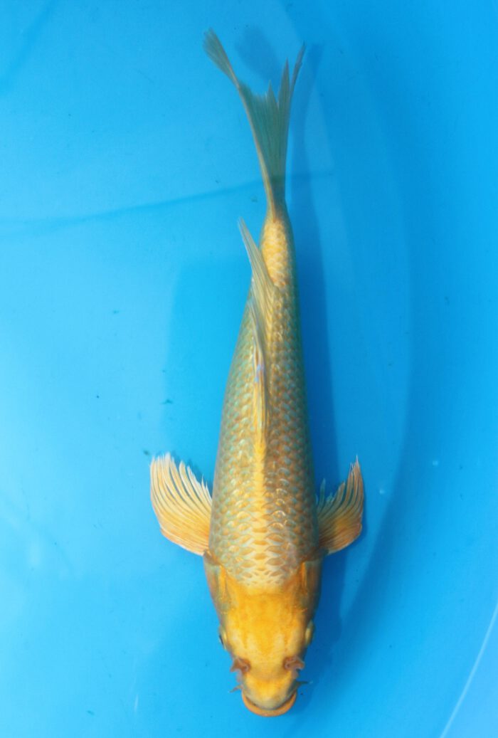 Sud037    Suda Longfin / Butterfly    Ginrin Yamabuki   38cm
