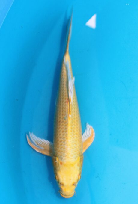 Sud059    Suda Longfin / Butterfly    Yamabuki   36cm