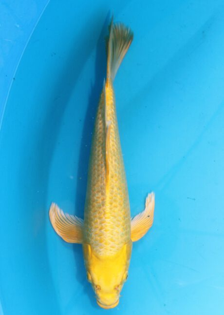 Sud029    Suda Longfin / Butterfly    Ginrin Yamabuki   36cm