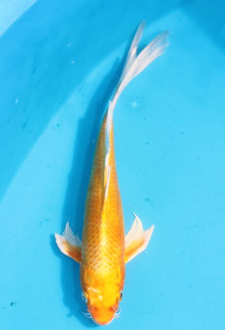 Sud035    Suda Longfin / Butterfly    Orange Ogon 31cm