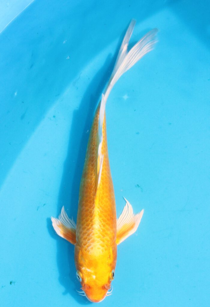 Sud035    Suda Longfin / Butterfly    Orange Ogon 31cm