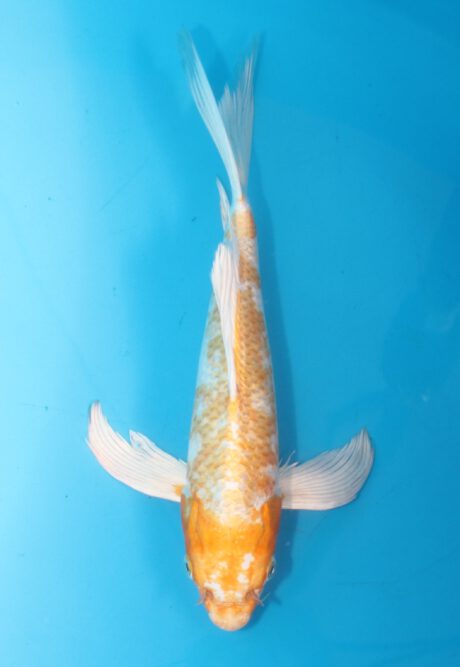 Sud032    Suda Longfin / Butterfly    Orange Hariwake  34cm
