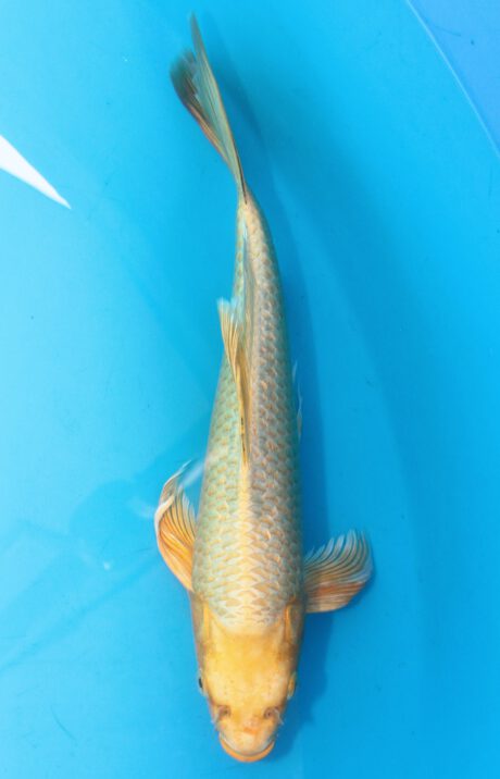 Sud047    Suda Longfin / Butterfly    Ginrin Yamabuki   36cm
