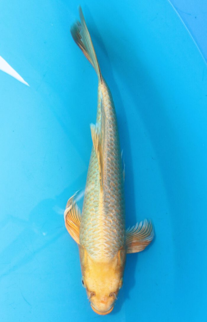 Sud047    Suda Longfin / Butterfly    Ginrin Yamabuki   36cm