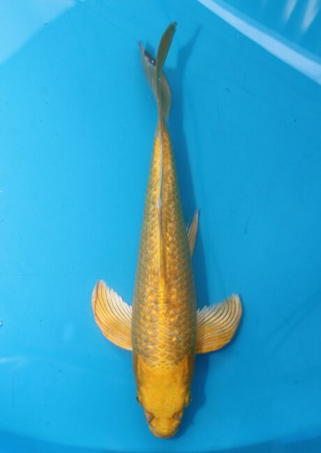 Sud066    Suda Longfin / Butterfly    Ginrin Yamabuki   34cm