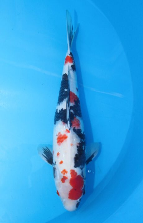 Isa011   Isa    Showa   54cm