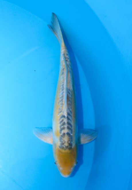 Mrs005    Marusaka    Yellow Shusui  46cm