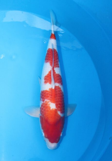 Dann008   Dainichi   Kohaku    59cm
