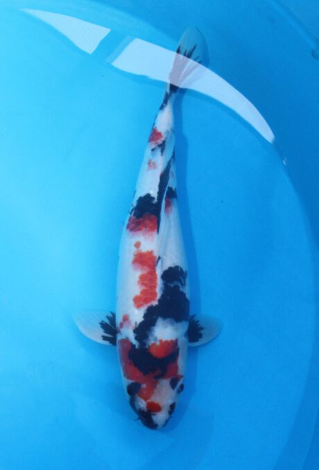Isa001   Isa   Kindai  Showa   50cm