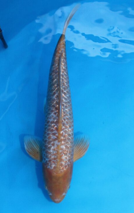 Tan0104    Taniguchi    Golden Corn      49cm