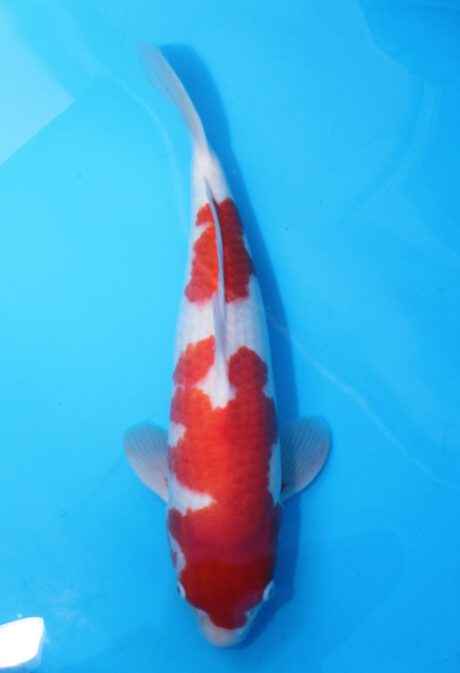 Isa002   Isa    Kohaku    50cm