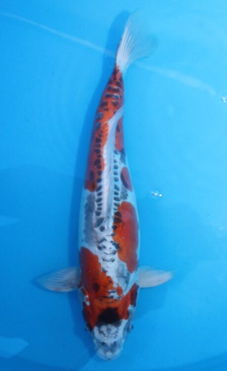 Kos106   Koshiji / Kase      Beni Kikokuryu       45 cm
