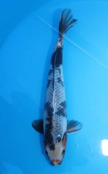 Ots002     Otsuka     Karge Asagi Showa 52cm