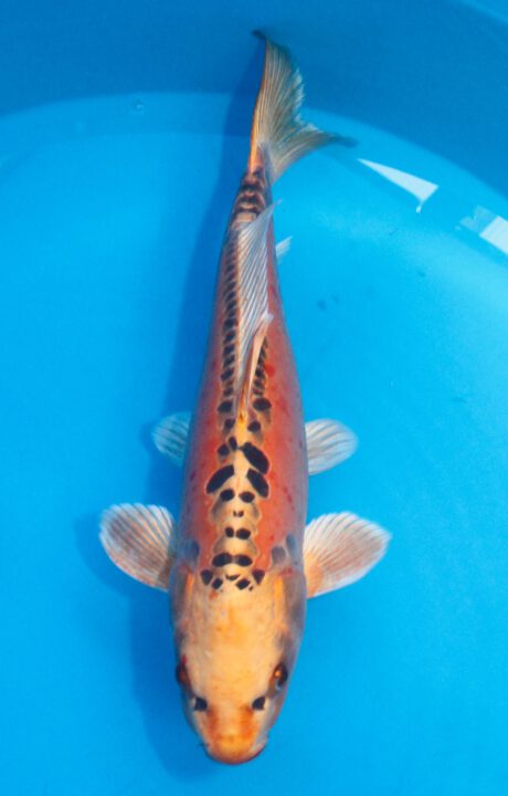 Mar066    Marusei     Mizuho Ogon   52cm