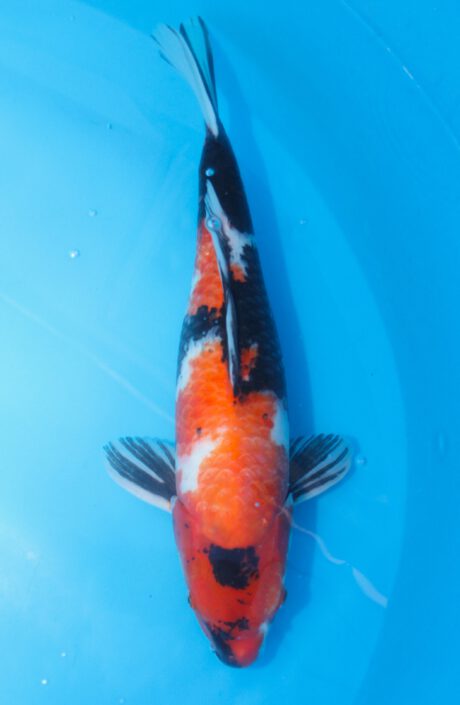 Isa006   Isa   Hi Showa    51cm