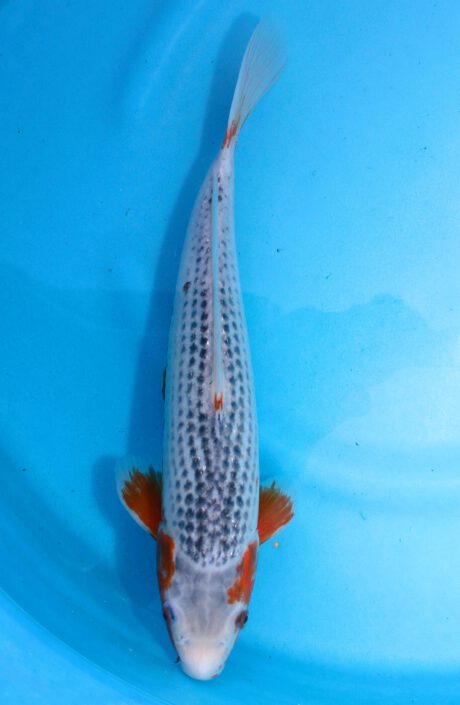 Oya001     Oya      Asagi     37cm