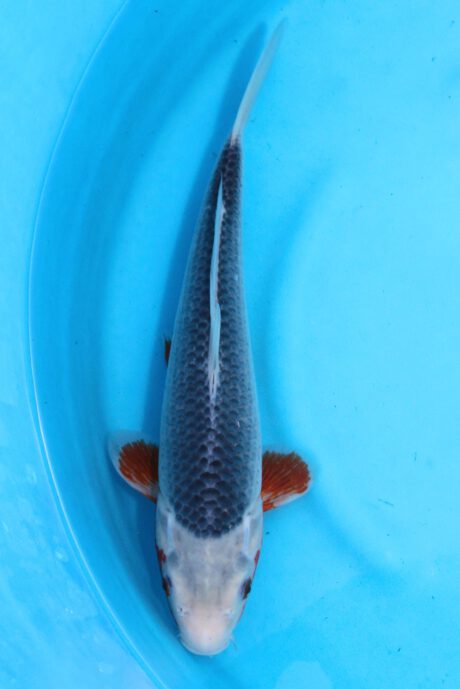 Oya011     Oya      Asagi     40cm