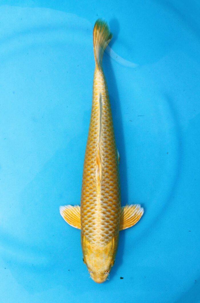 Izu012     Izumiya      Yamabuki     39cm