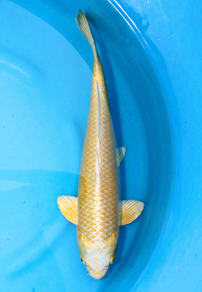 Izu008     Izumiya      Yamabuki     40cm